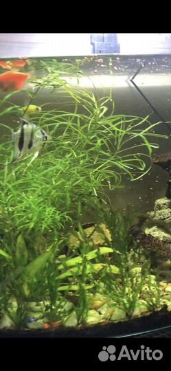 Аквариум с рыбками