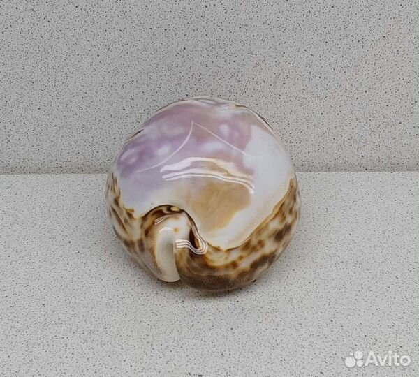 Ципрея с пальмами 9,4 морской сувенир подарок