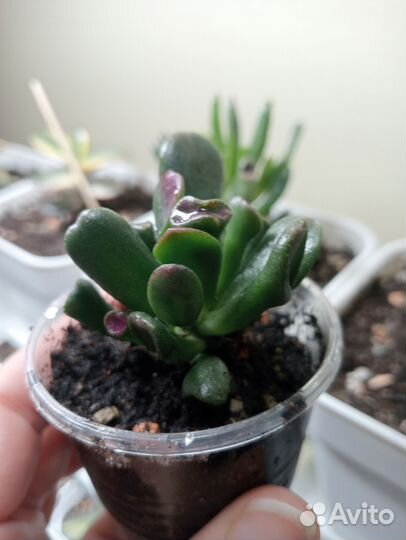 Крассула Овата Голлум