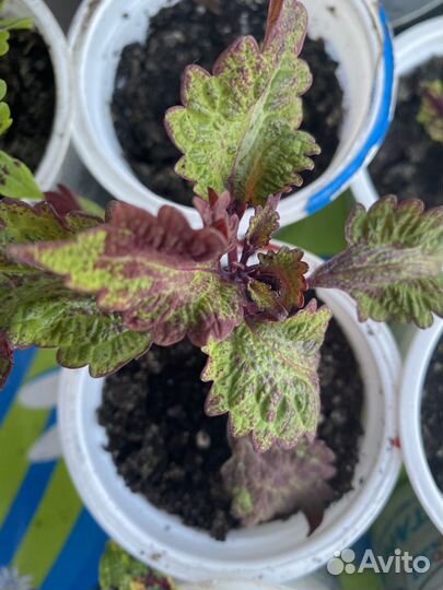 Колеусы вегетативные черенки