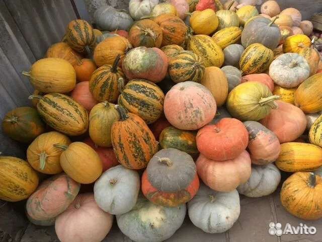 Кормовая тыква фото и столовая отличия описание