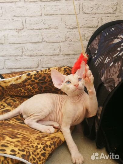 Котята сфинкс