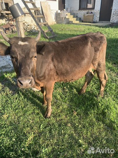 Телка 1 год