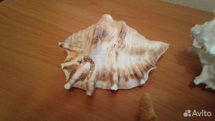 Морские Сувенирные статуэтки Ракушки