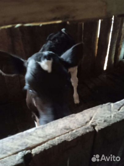 Телята телочки