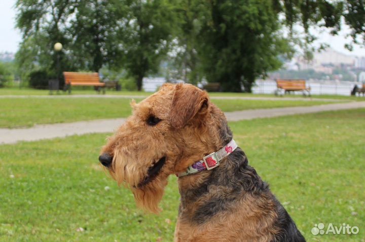 Эрдельтерьер