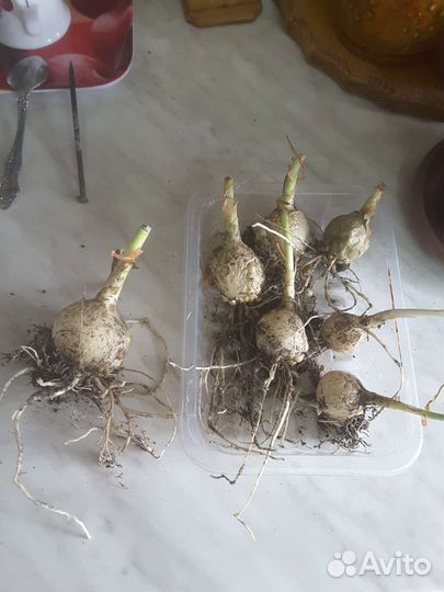 Индийский лук