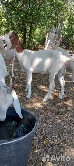 Козочки камори процентные