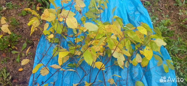 Саженцы крушины ломкой (медонос)