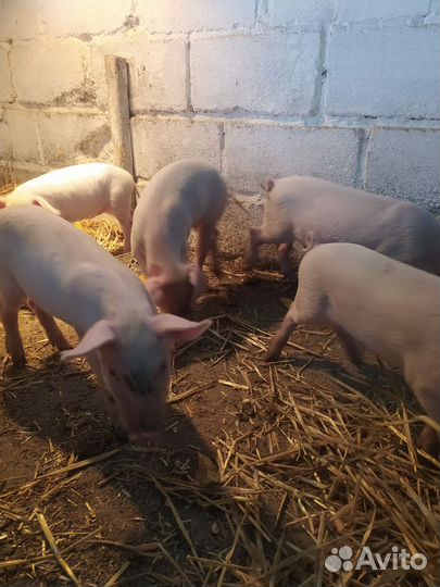 Поросята 1 месяц