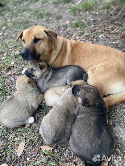 Щенки 5 мальчиков и 1девочка в добрые руки