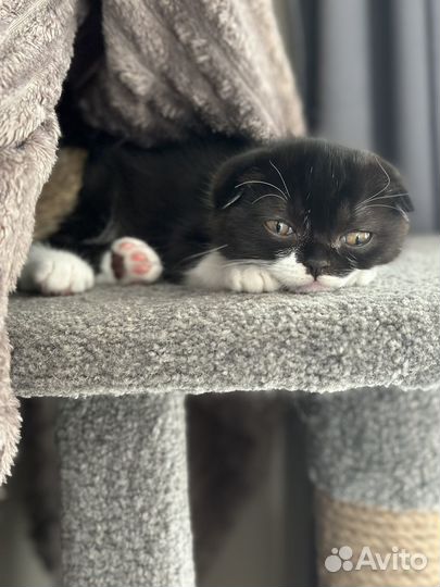 Шотландская вислоухая