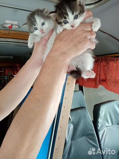 Кошка в дар бесплатно