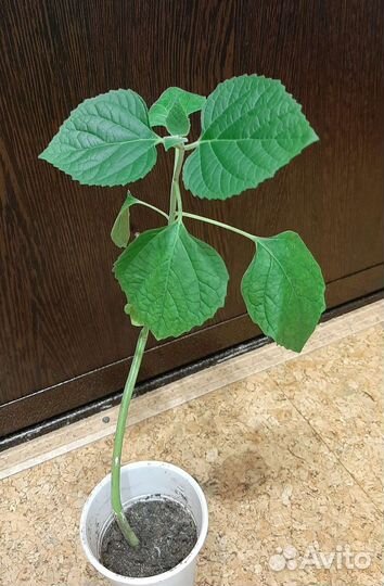 Клеродендрум филиппинский (Валькомерия душистая)