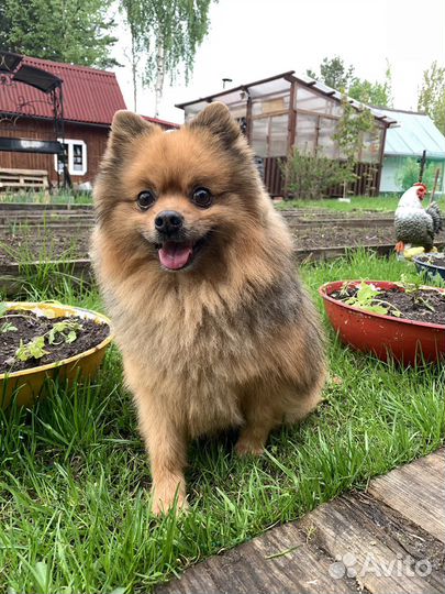 Вязка Немецкий Шпиц кабель