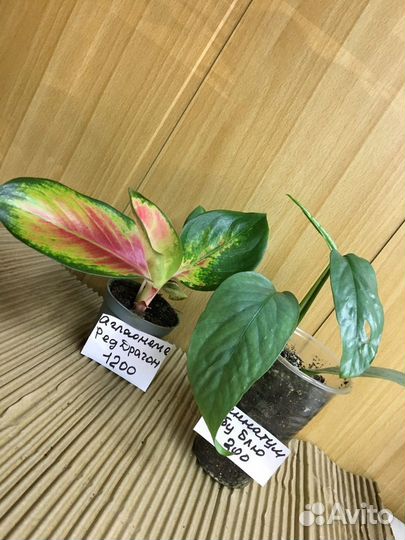 Антуриум мини зизу, лили,аглаонема ред драгон