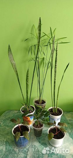 Цветы комнатные