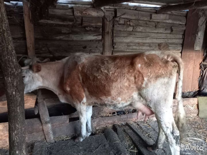 Корова дойная