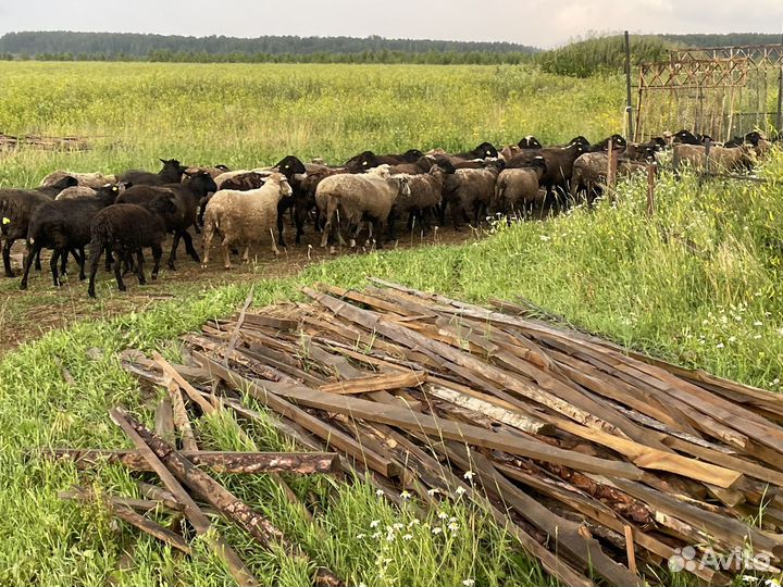 Овцы бараны ягнята