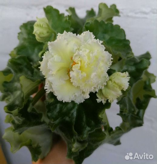 Фиалки сортовые