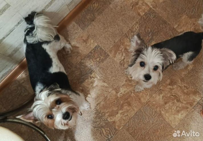 Йоркширский терьер щенки бивер