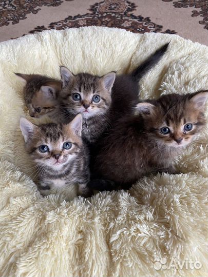 Котята