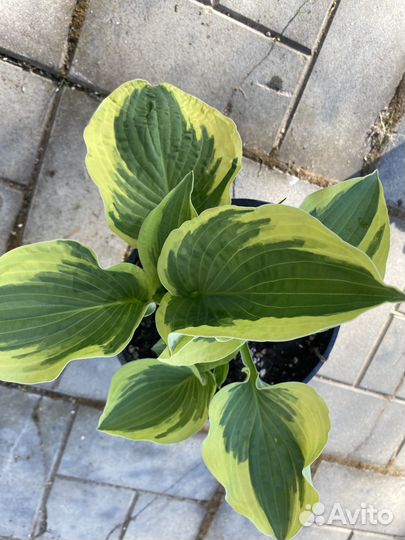 Продажа хост