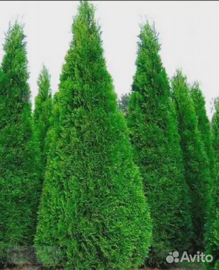 Туя Смарагд