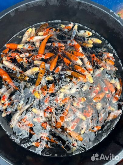 Корм для карпов кои