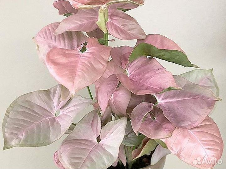 Сингониумы