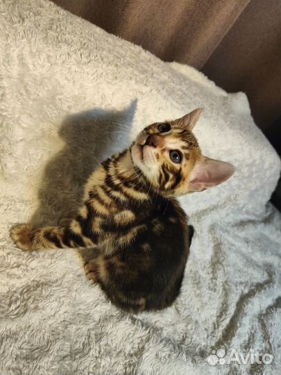 Бенгальские котята