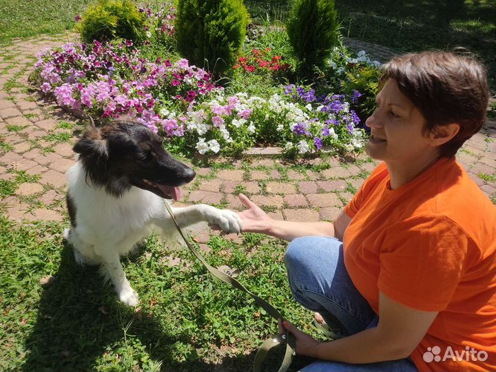 Анфиса собака-терапевт