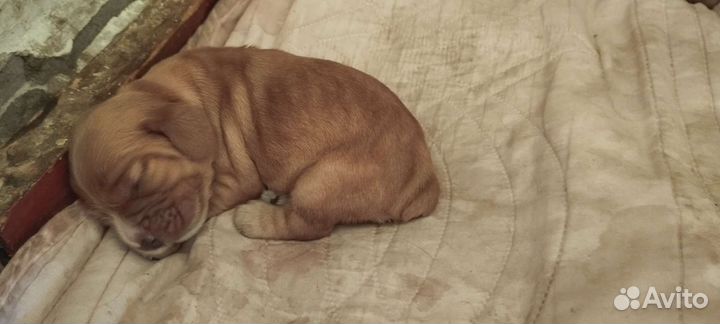 Кокер спаниель