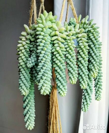 Седум буррито (очиток) Домашние цветы