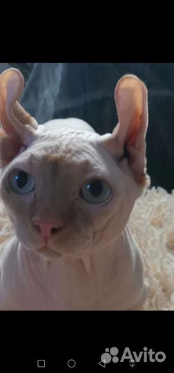 Двэльф вязка(можно за котёнка) с документами и без