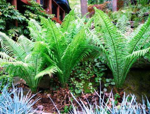 Для тенистого сада: папоротники, хосты, гейхеры