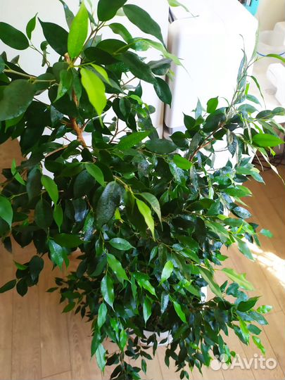 Комнатные цветы Фикус и драцена