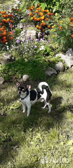 Вязка кобель чихуахуа