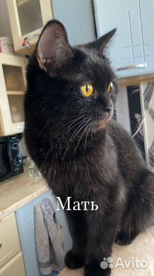 Шотландская