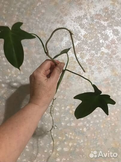 Филодендон Флорида Бьюти - отросток с корнями