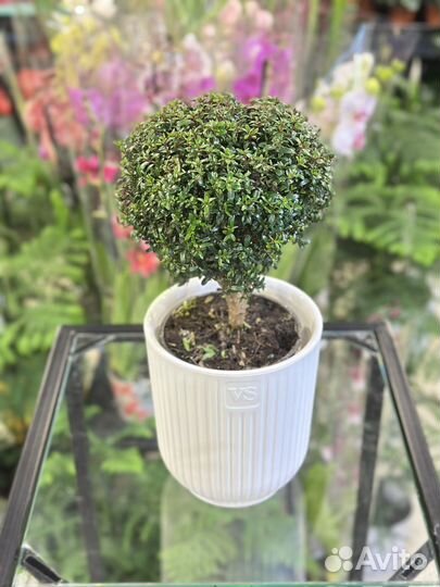 Миртовое дерево