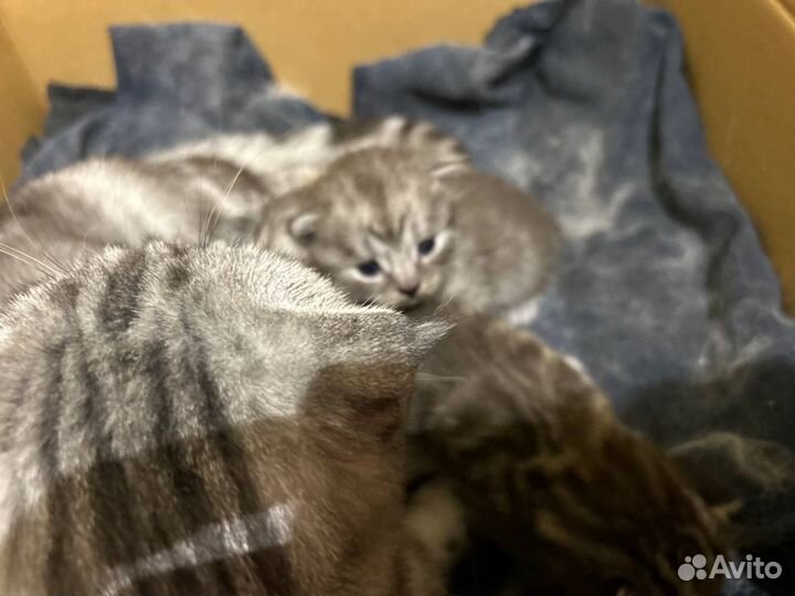 Шотландская вислоухая кошка