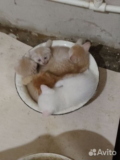 Домашние животные котята