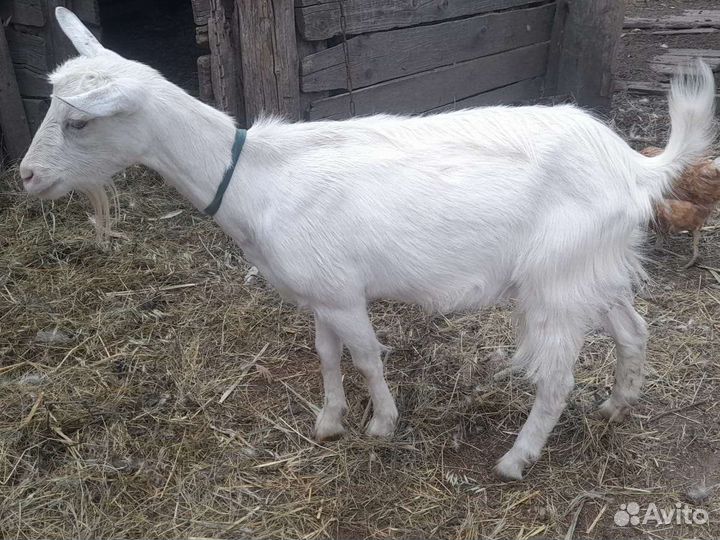 Зааненская дойная коза, козлята, козочки
