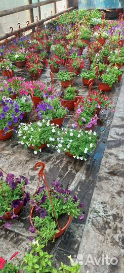 Петуния цветущая