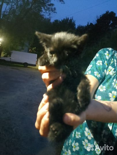 Котëнок
