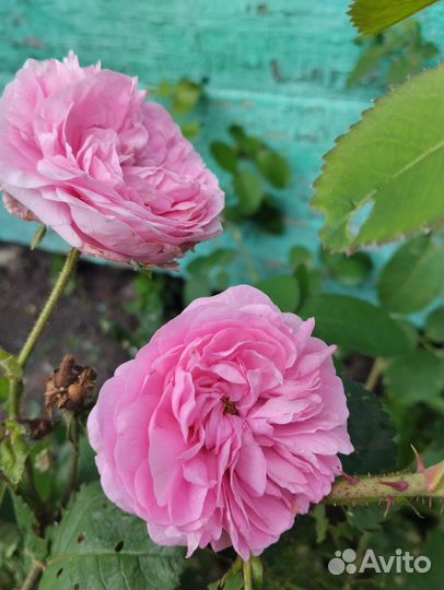 Роза, не требующая укрытия