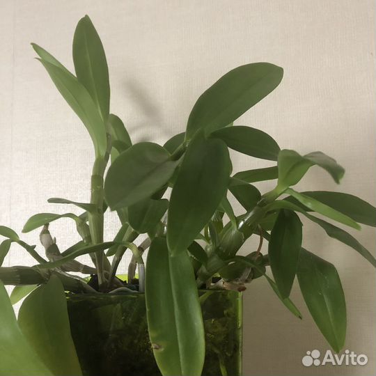 Дендробиум нобиле