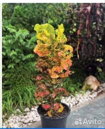 Кротон Galaxy. Тай