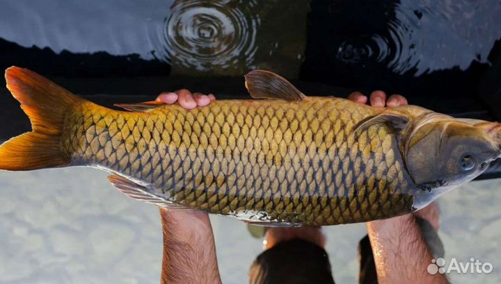 Свежая рыба сазан